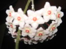 Picture My plants 762