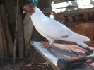 DSCN1546