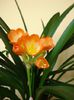 puiul de clivia (1)