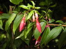 Fuchsia magellanica Gracilis (`14, Aug.08)