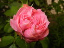Rose Louise Odier (2014, July 29)