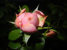 Rose Louise Odier (2014, July 31)