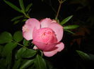 Rose Louise Odier (2014, Aug.03)