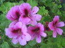 Picture My plants 798