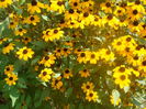 rudbeckia triloba