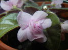 Pink African Violet (2014, June 09)