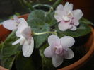 Pink African Violet (2014, June 09)