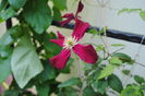 clematis Vitiwester, 20 aug