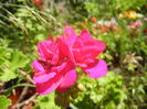 Bright Odette Geranium (2014, June 23)