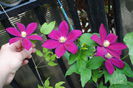 clematis Sunset