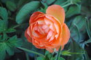 Lady Emma Hamilton,valul 3 de flori