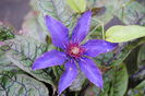 clematis Multi Blue