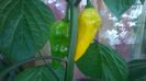 Bhut Orange