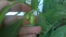 Habanero alb( PeruvianWhite)