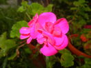 Bright Odette Geranium (2014, June 23)