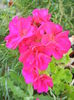 Bright Odette Geranium (2014, July 06)