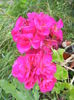 Bright Odette Geranium (2014, July 10)