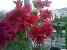 Pic_0820_275
