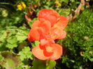 Red-Orange Geranium (2014, June 24)
