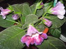 Picture My plants 806