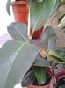 ficus