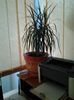 dracena