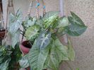 sygnonium angustatum