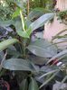 ficus elastica