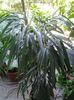 ficus amstel queen