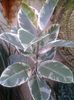 ficus elastica daescheri