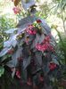 begonia plaman