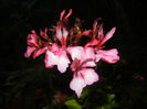 Pink Stellar Geranium (2014, Aug.03)