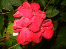 Red Ivy-Geranium (2014, July 29)