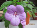old rose pink