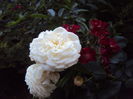 DSC01971