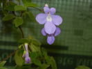 DSCN7149