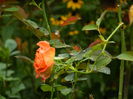 DSCN7176