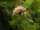 DSCN7178