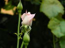 DSCN7180