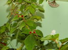 DSCN7185