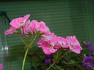 DSCN7236