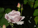 DSCN7261