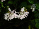 DSCN7262