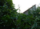 DSCN7429