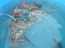 98600444_ORARWXF