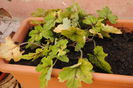 tiarella