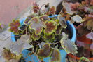 heuchera Solar Eclipse