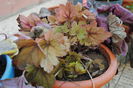 heuchera Sweet Tea