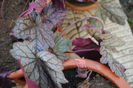 heuchera Sugar Plum