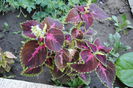 coleus ,"urzicuta"